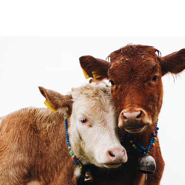 Oxytetracycline in cattle Oxytetracycline in cattle